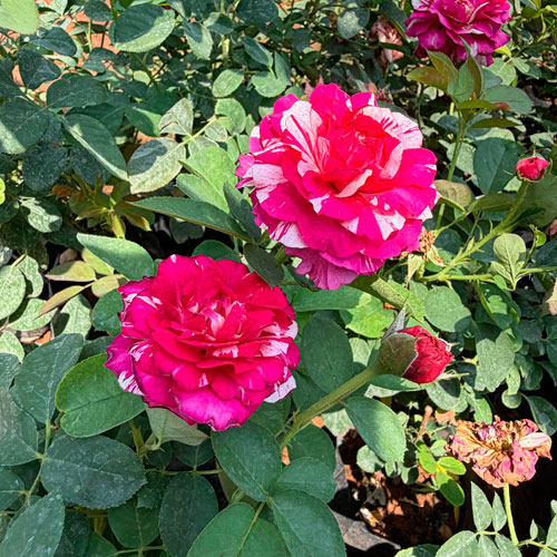 Vashudev Singh Nursery