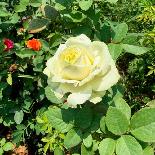 Vashudev Singh Nursery