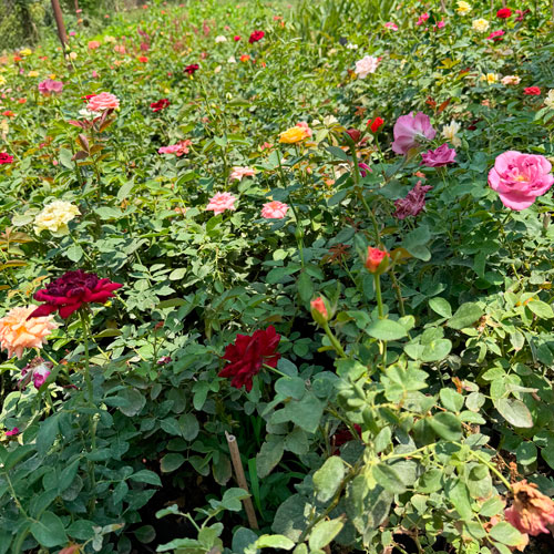 Vashudev Singh Nursery