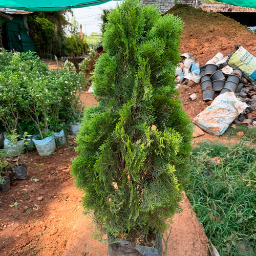 Vashudev Singh Nursery