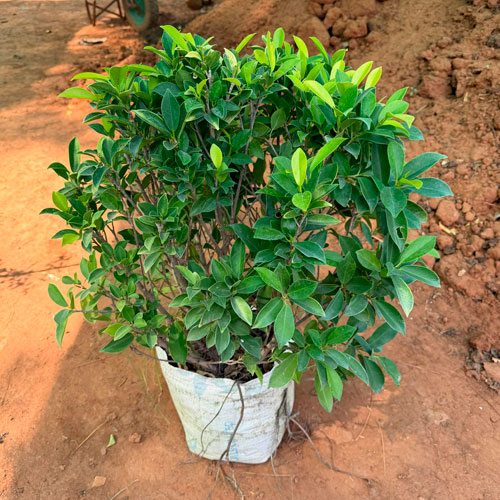Vashudev Singh Nursery