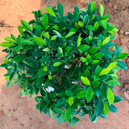 Vashudev Singh Nursery