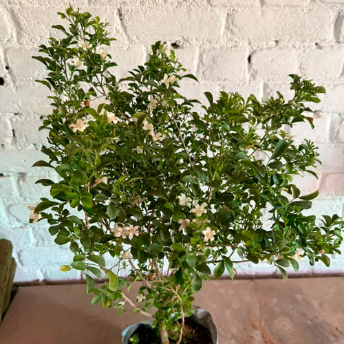 Vashudev Singh Nursery